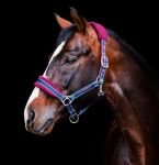 Rambo Padded Headcollar