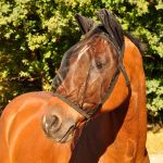 Maschera antimosche Basic c/paraorecchie