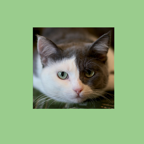 A tema: animali