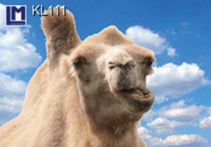 KL111