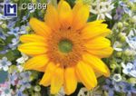 CS089