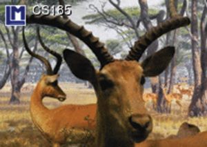 CS185