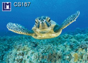 CS187