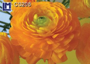 CS208