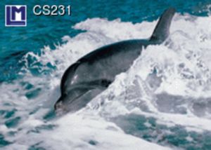 CS231