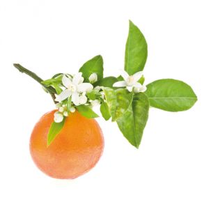 Fiore d'arancio