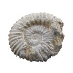 Ammonite Acanthoceras (Marocco)