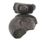 Ammonite Dufrenoya Furcata (Colombia)