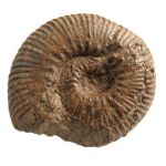 Ammonite Grammoceras (Francia)
