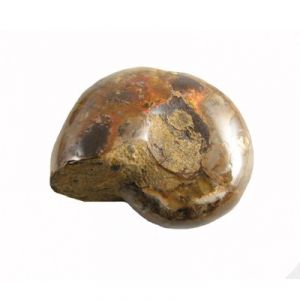 Ammonite Opalizzata (Madagascar)