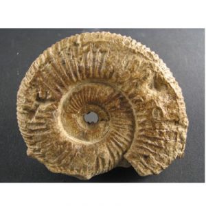 Ammonite Perisphinctes (Francia)
