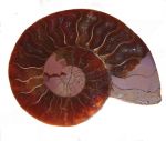 Ammonite sezionata (Madagascar)