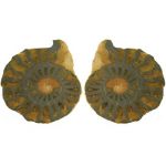 Ammonite sezionata coppia (Marocco)