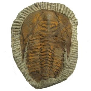 Trilobite Paradoxides (Marocco)