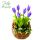 Espositore 24 Tulipani in miniatura