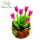 Tulipano China Pink