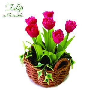 Tulipano Noranda