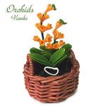 Orchidea Wanda Gialla