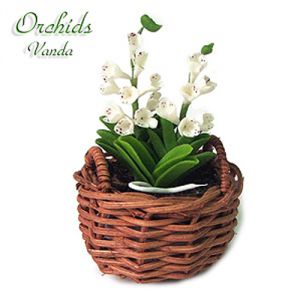 Orchidea Wanda Bianca