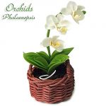 Orchidea Phalaenopsis Bianca