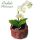 Orchidea Phalaenopsis Bianca