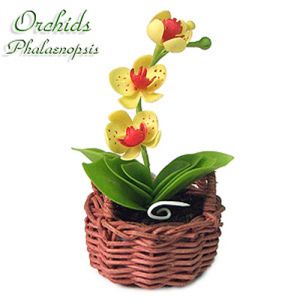 Orchidea Phalaenopsis Gialla