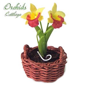 Orchidea Cattleya Gialla