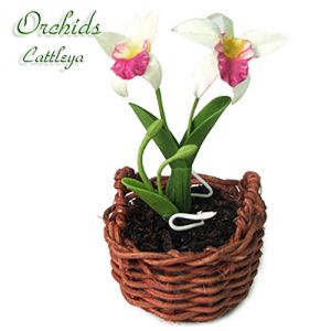 Orchidea Cattleya Bianca