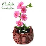Orchidea Dendrobium Rossa