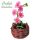 Orchidea Dendrobium Rossa