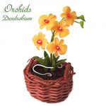 Orchidea Dendrobium Gialla