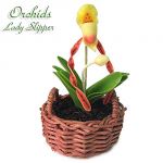 Orchidea Lady Slipper