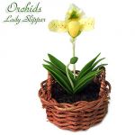Orchidea Lady Slipper
