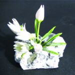 Edelweiss