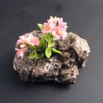 Alpine Rose