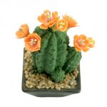 Columnar arancio