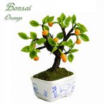 Bonsai Arancio (Bufalo)