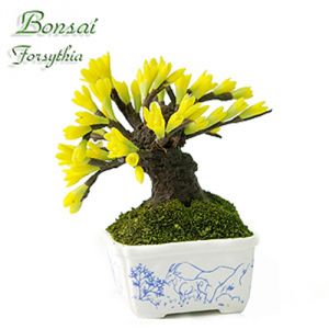 Bonsai Forsizia (Capra)