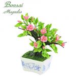 Bonsai Magnolia (Cinghiale)