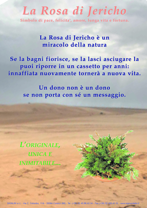 Cartello A4 Rosa di Jericho