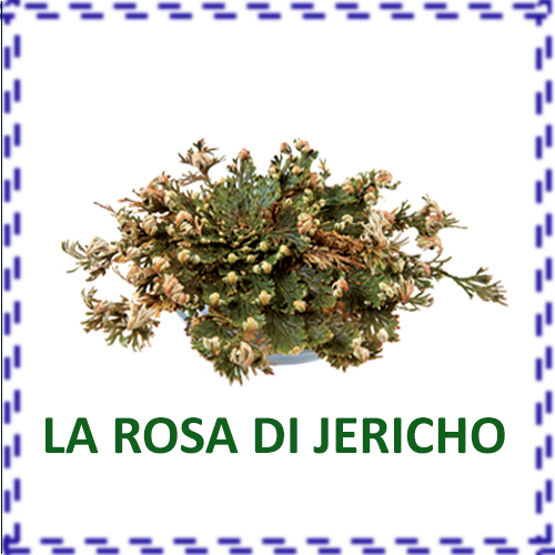 La Rosa di Jericho