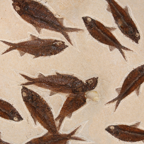 Fossili (in aggiornamento)
